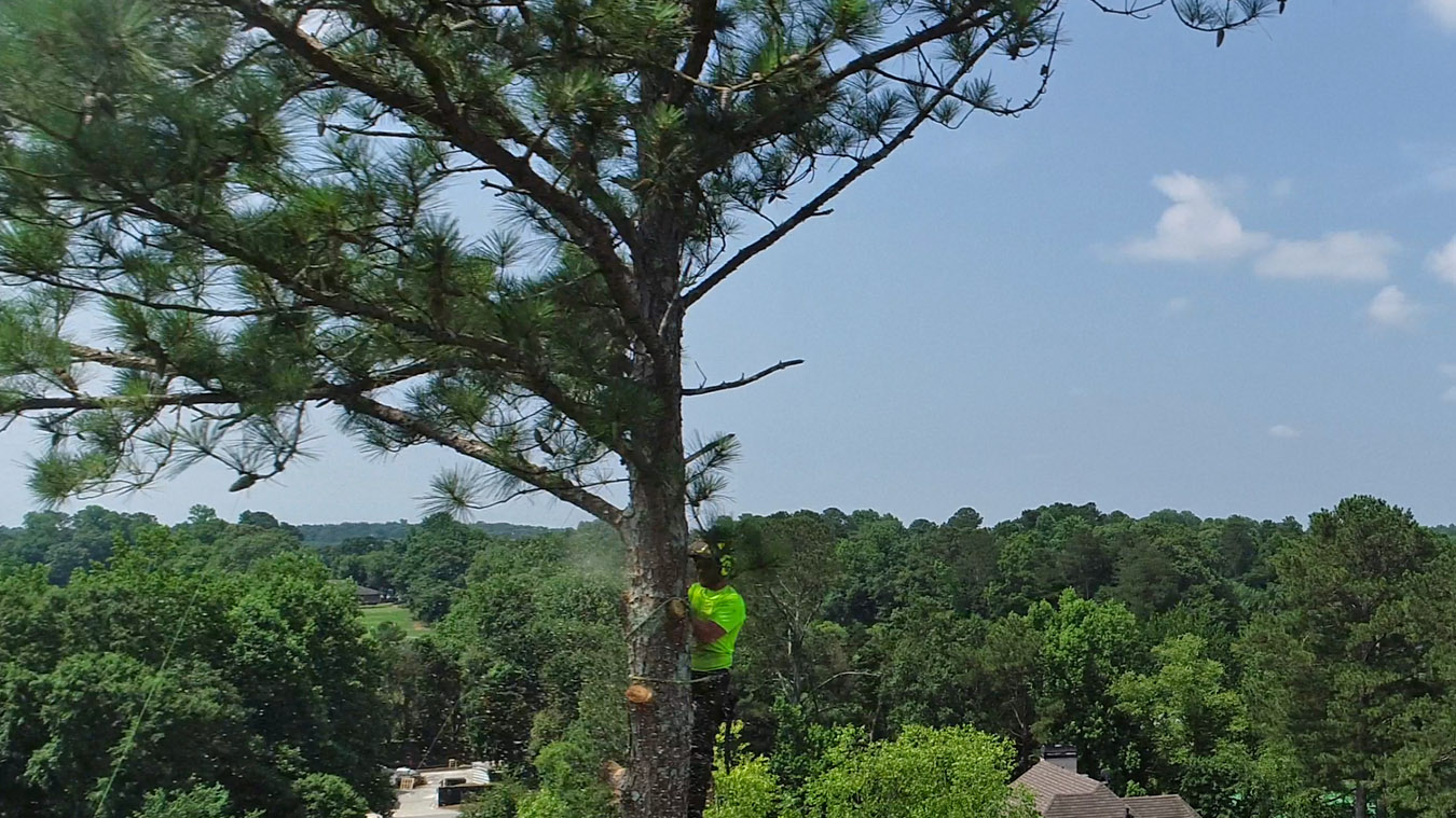 tree removal service alpharetta ga